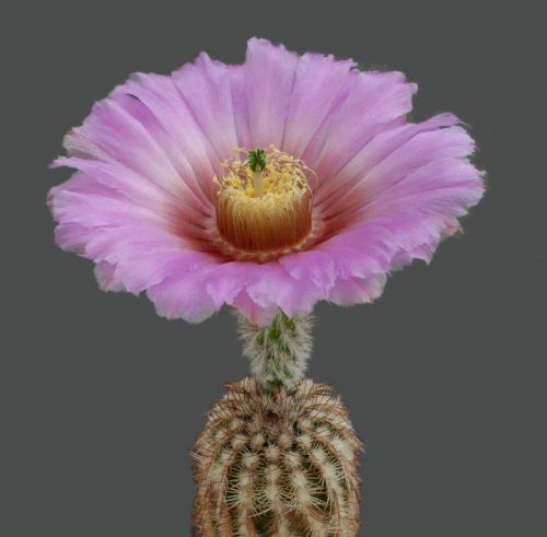 2009 5 11 85839 cactusflowers20ax4 - Pic Of The Day 27th January 2014