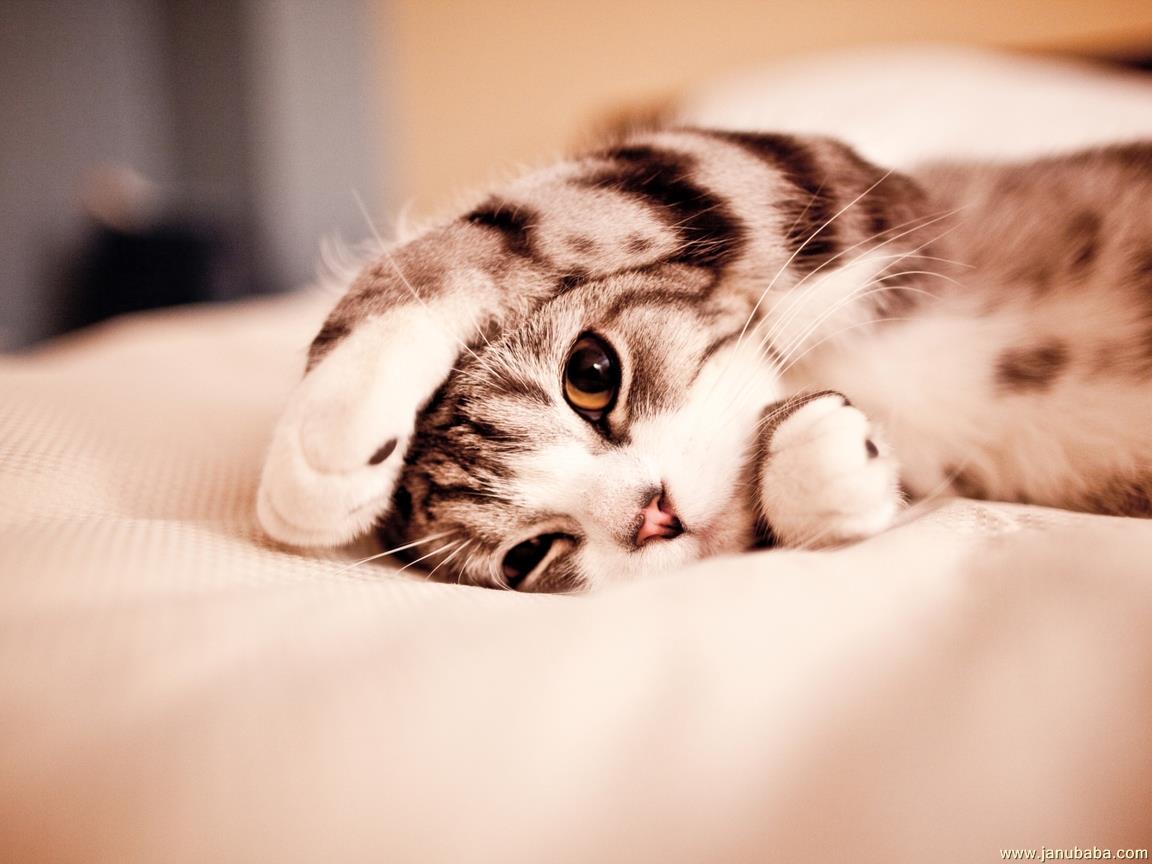 Cat By Hubbak