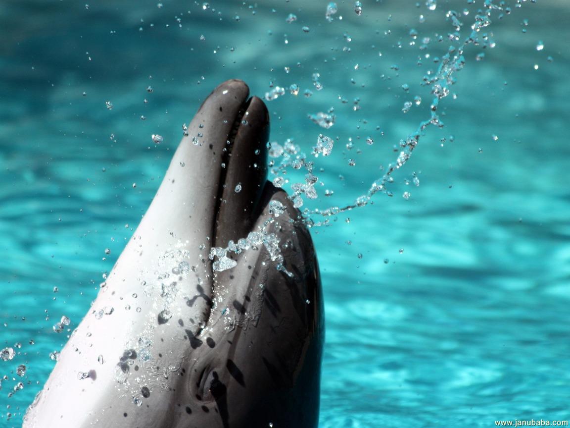 Dolphin By Hubbak