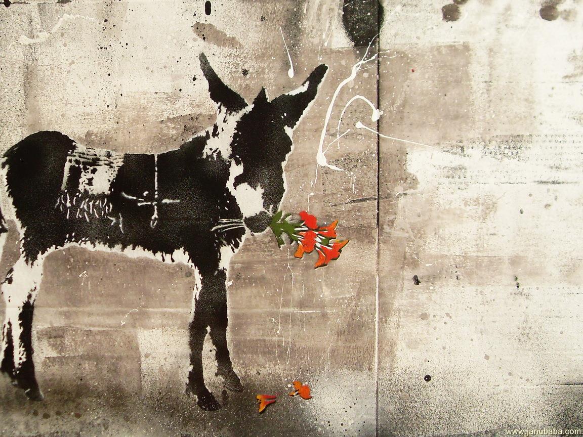 Donkey By Hubbak