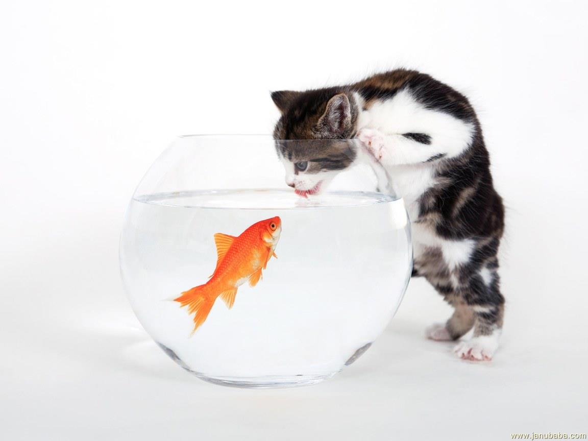 Cat & Fish By Hubbak
