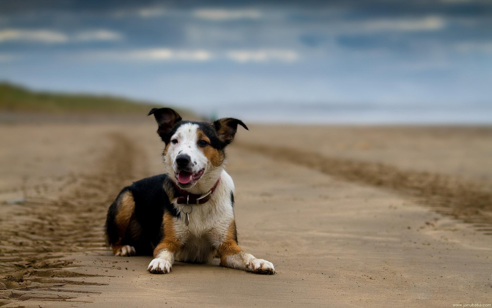 Dog By Hubbak