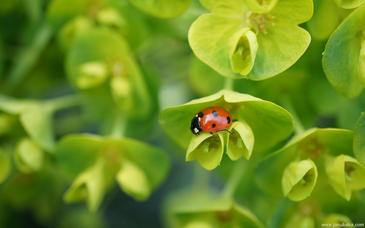 ladybug