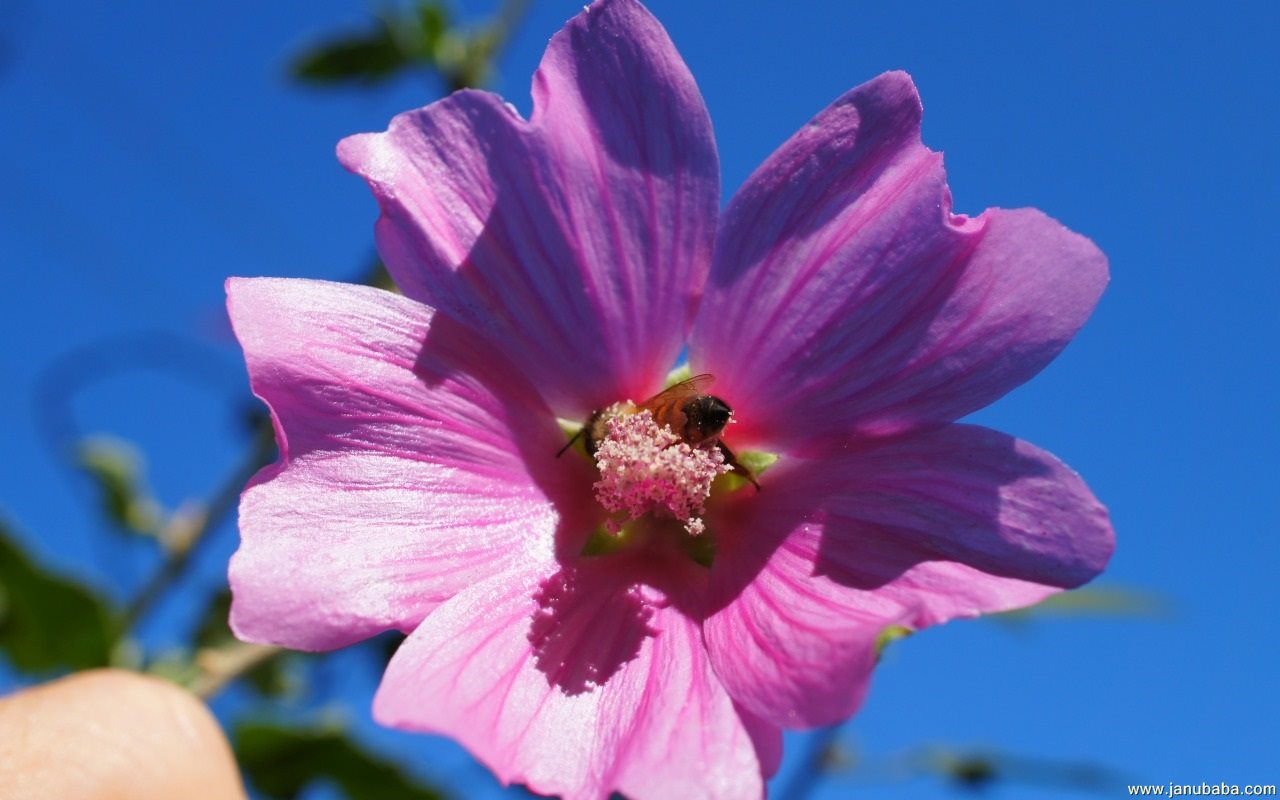 Flower