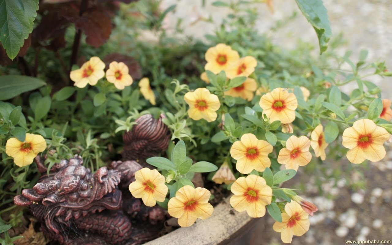 Flowers