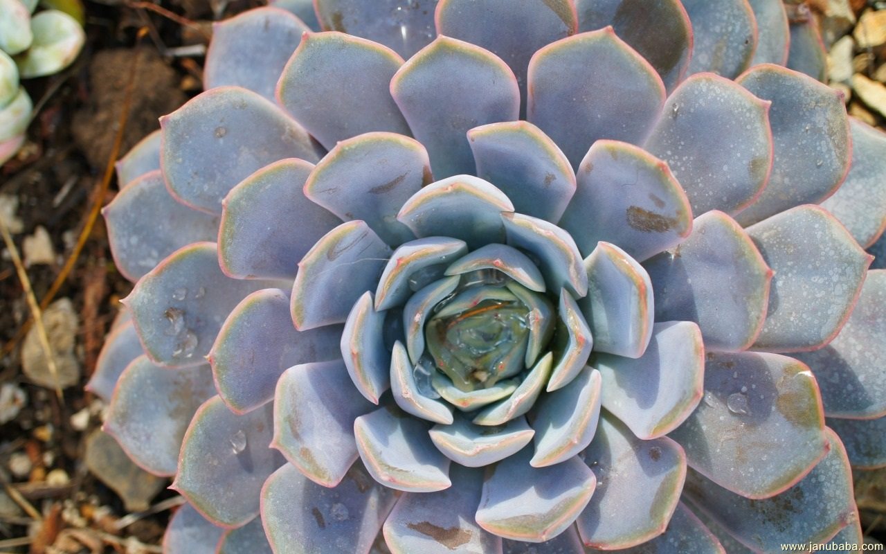 Stoneflower