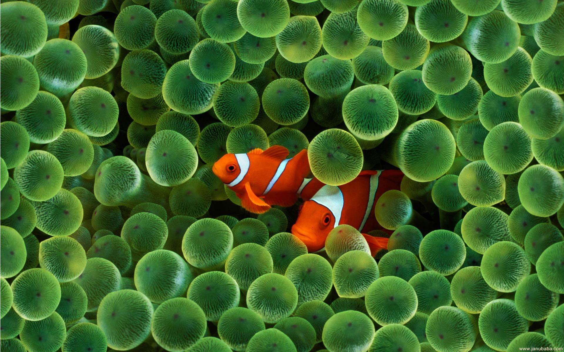 Apple iPhone Clown Fish By Hubbak