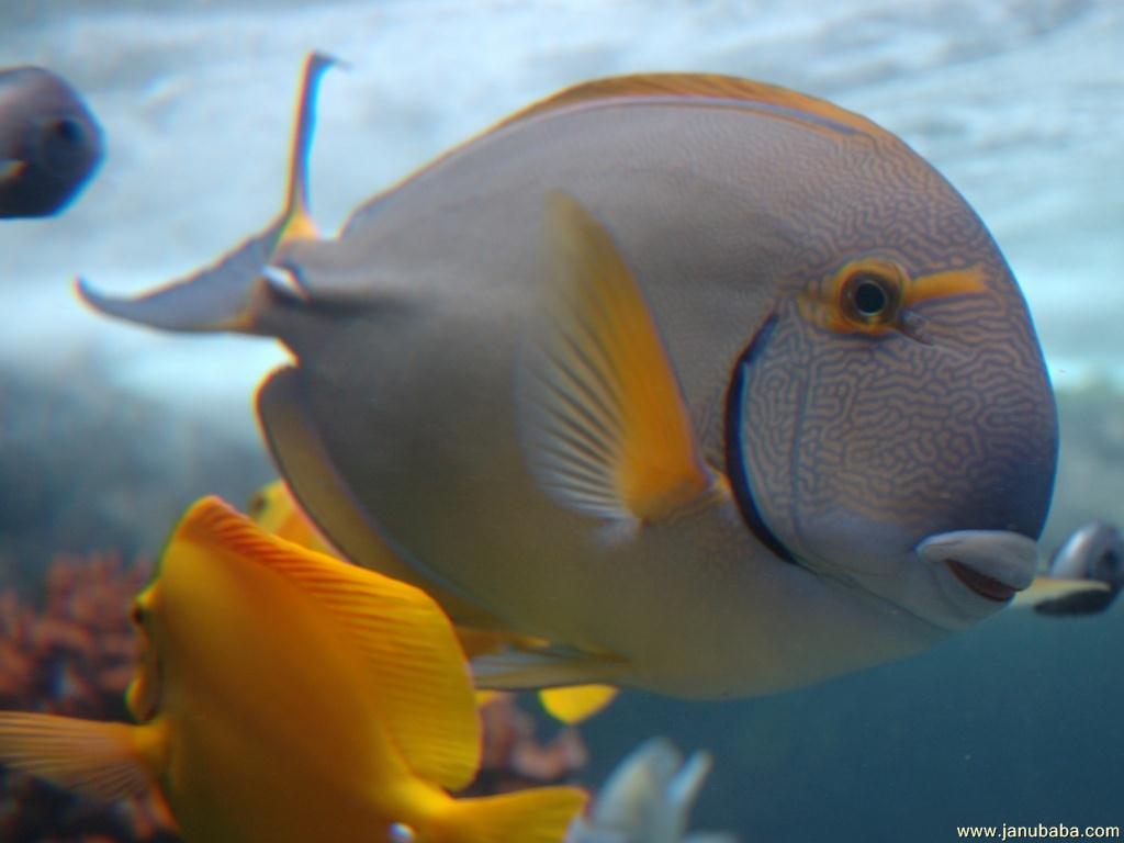 Fish