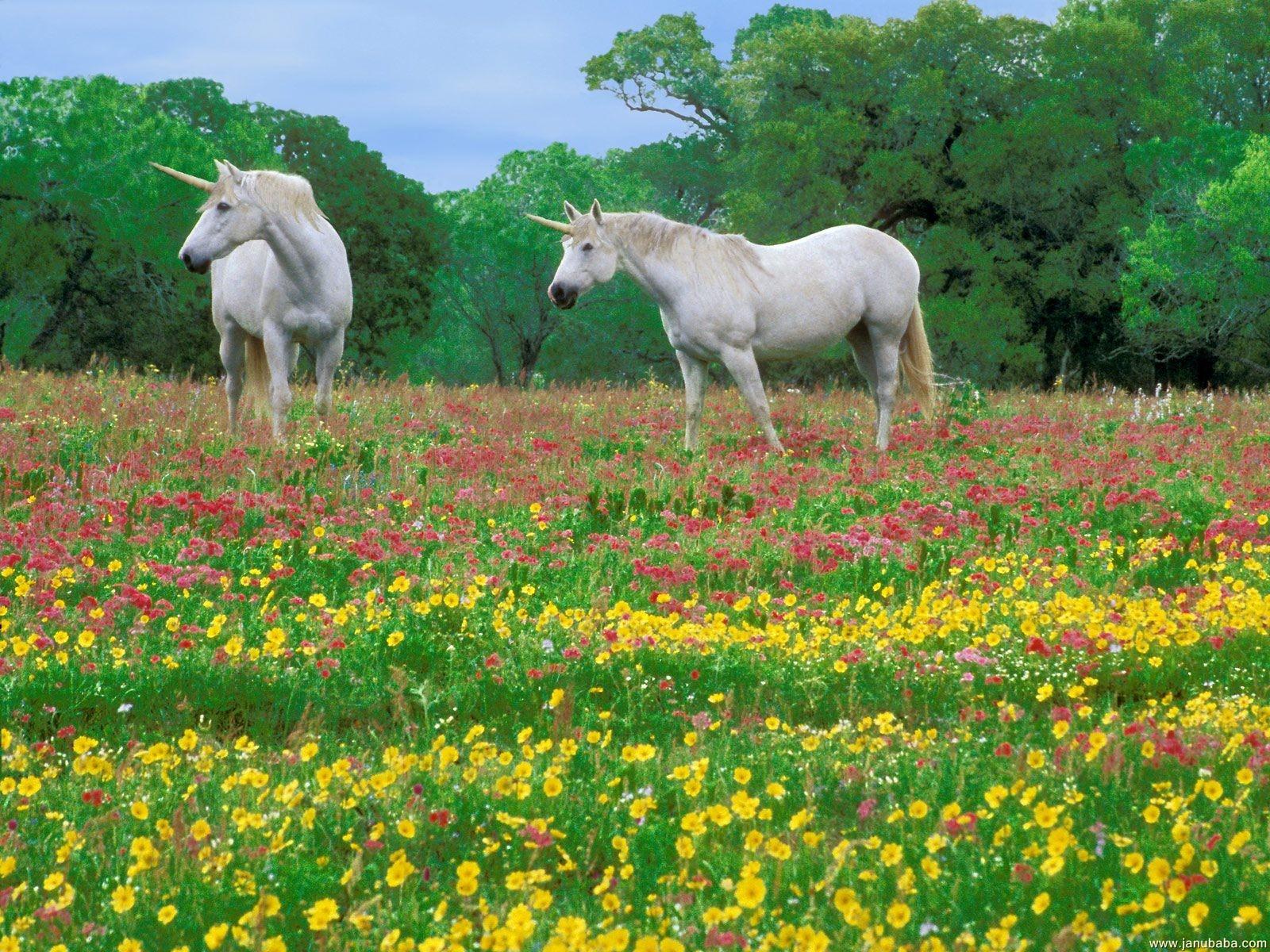 Unicorn´s