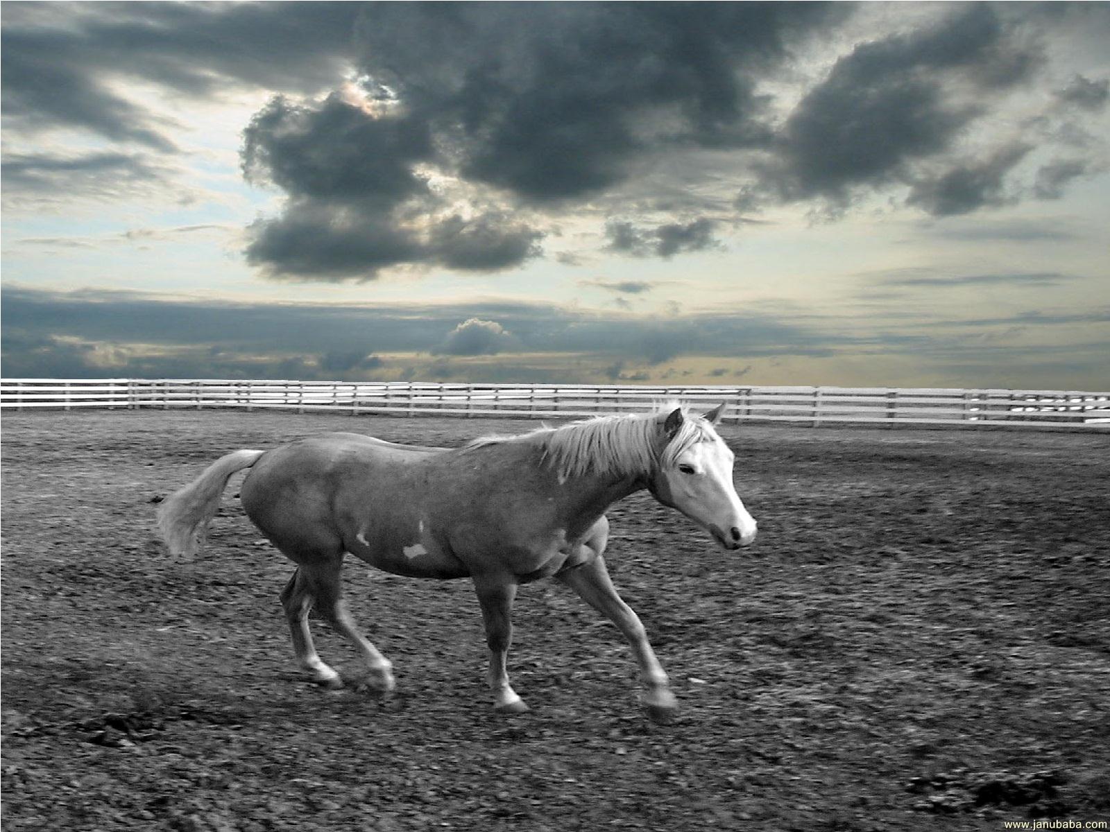 Horse