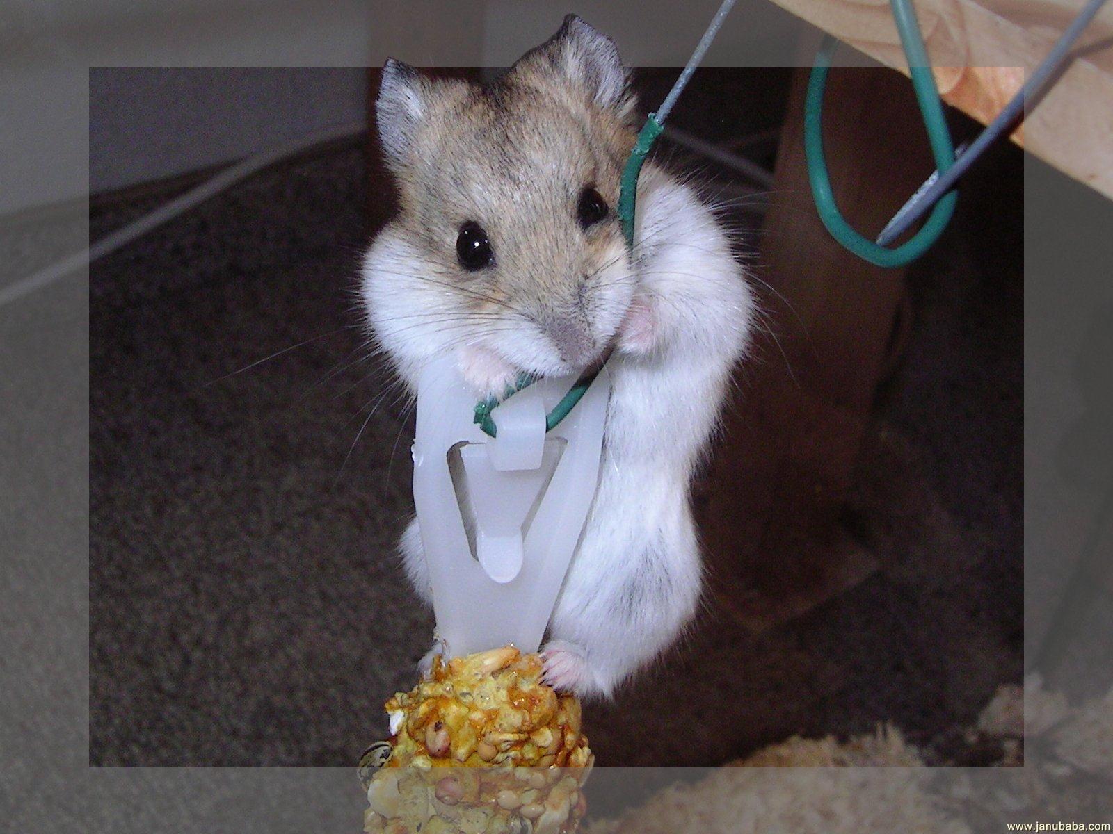 Hamster