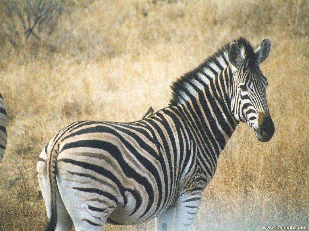 Zebra