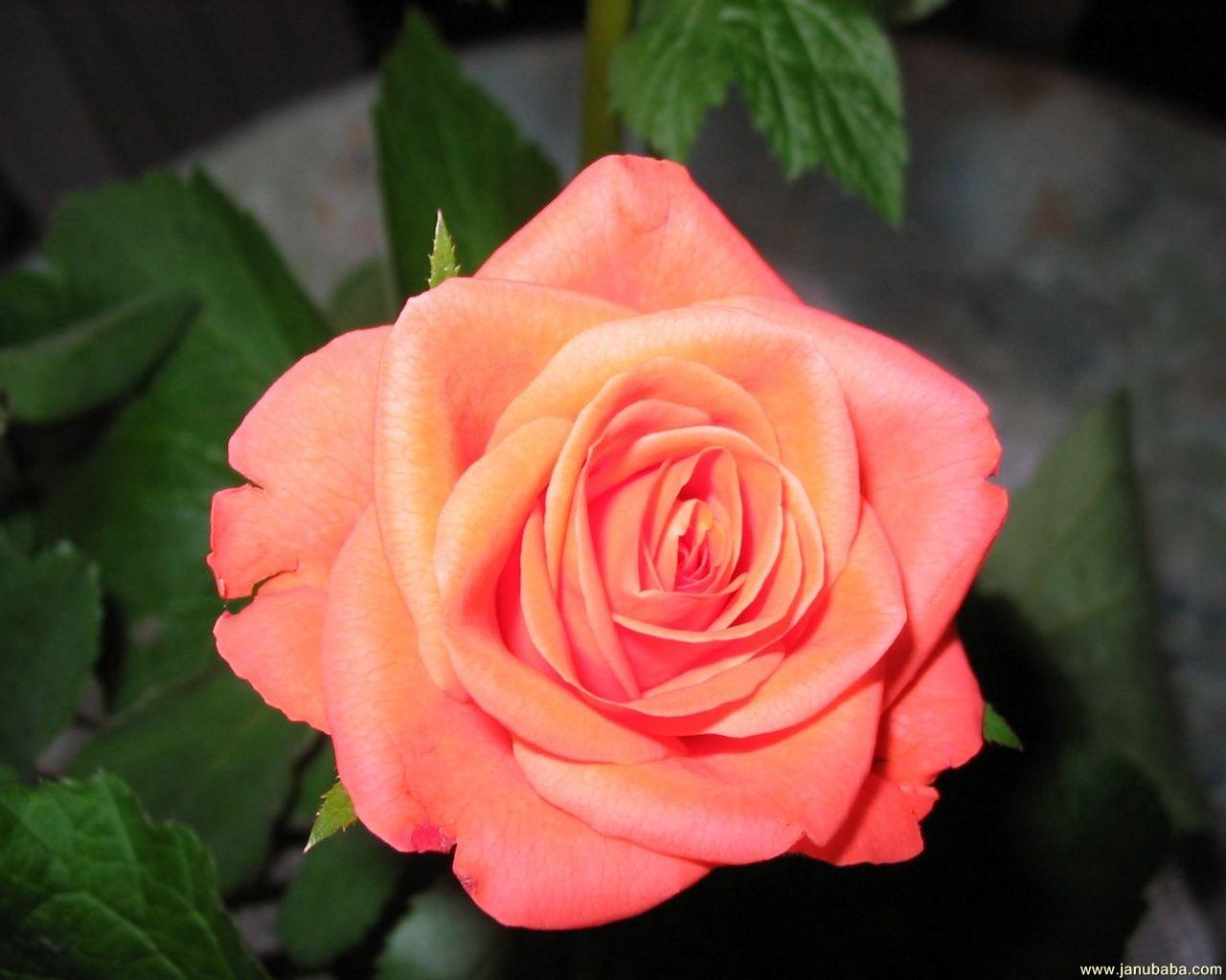 Rose
