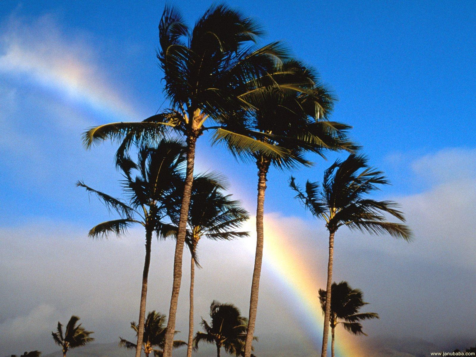 Palms