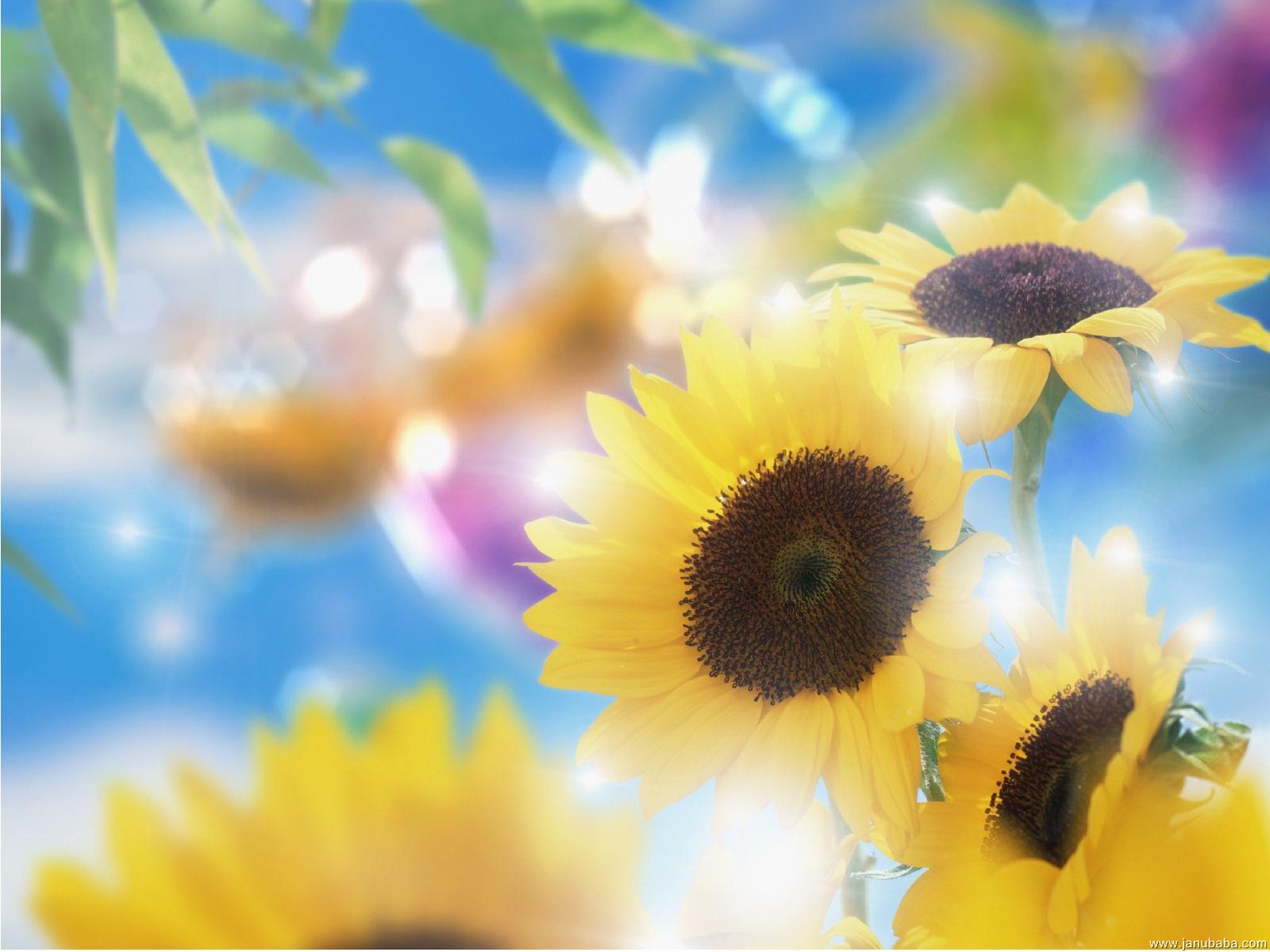 Sunflowers