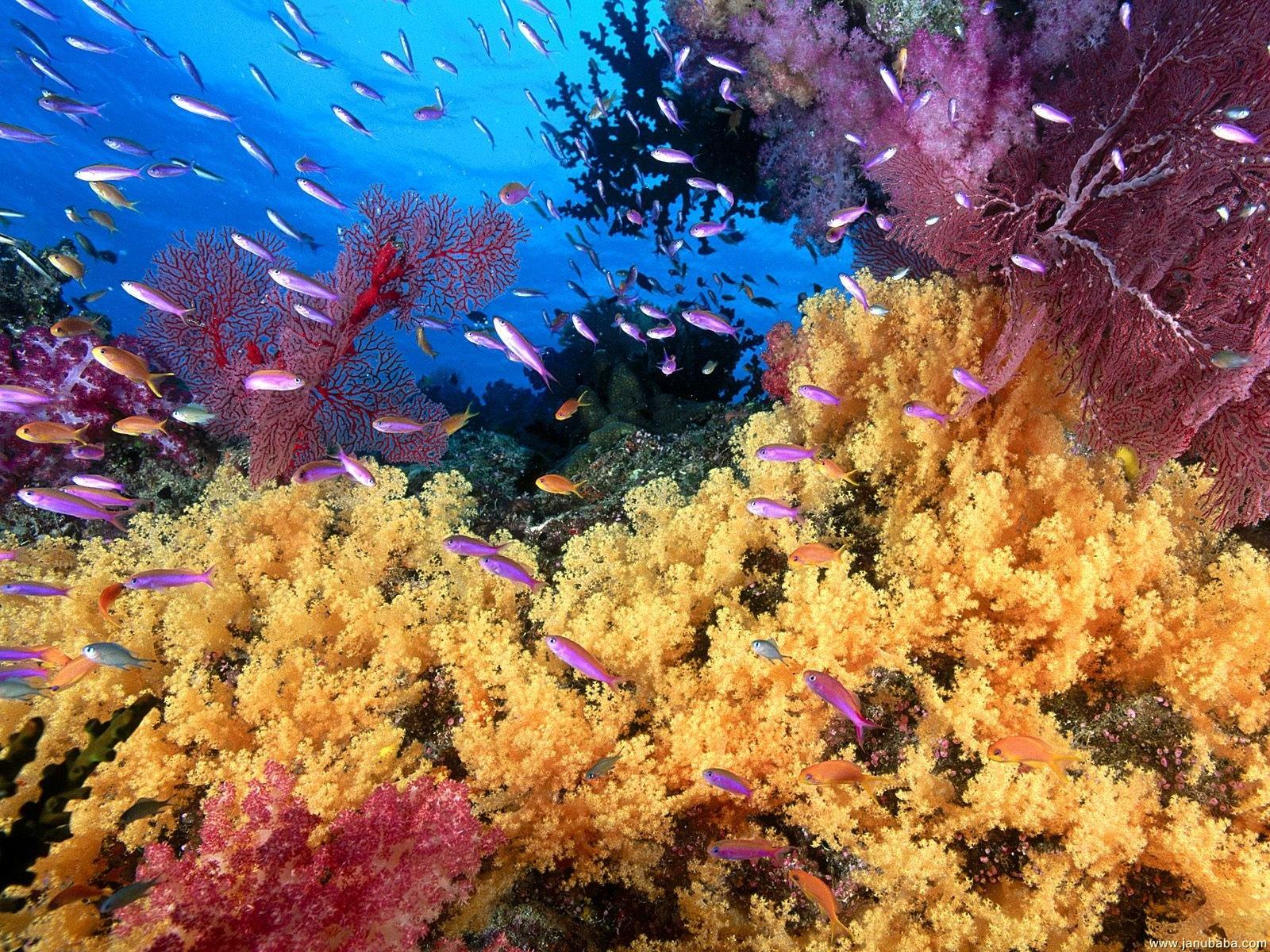 Coral reef