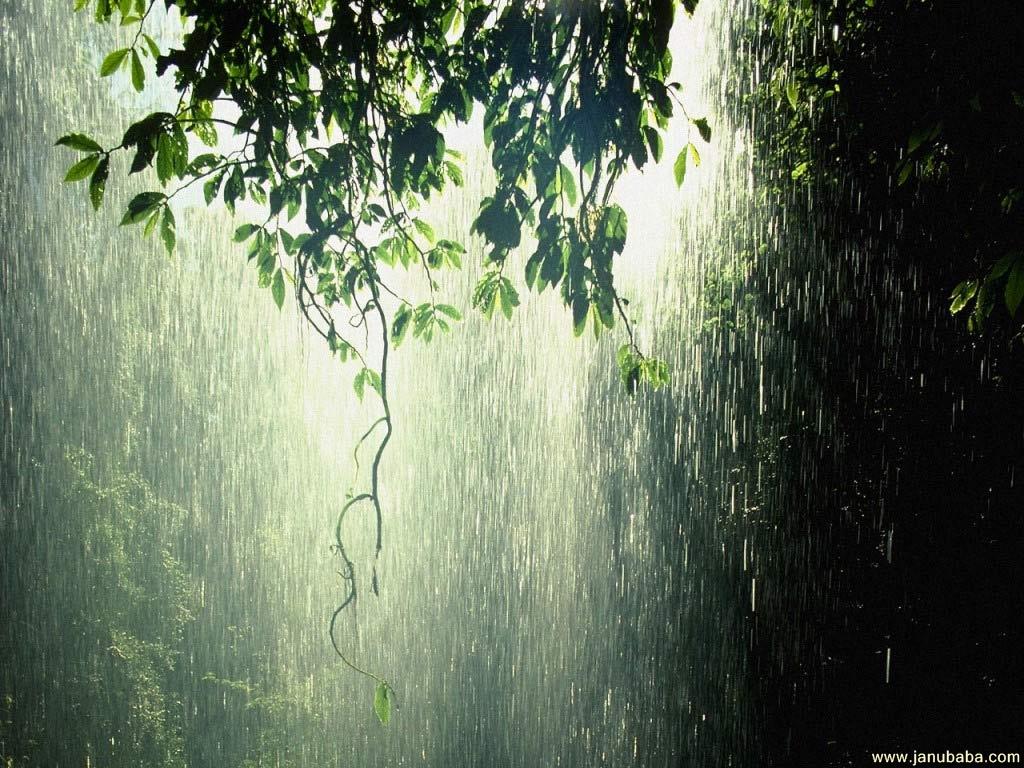 Rainforest