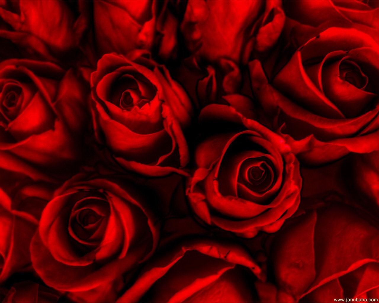 Roses