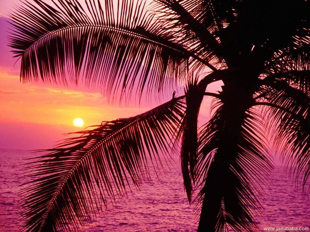 Tropical  Hawaii