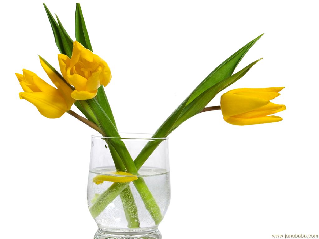Tulip