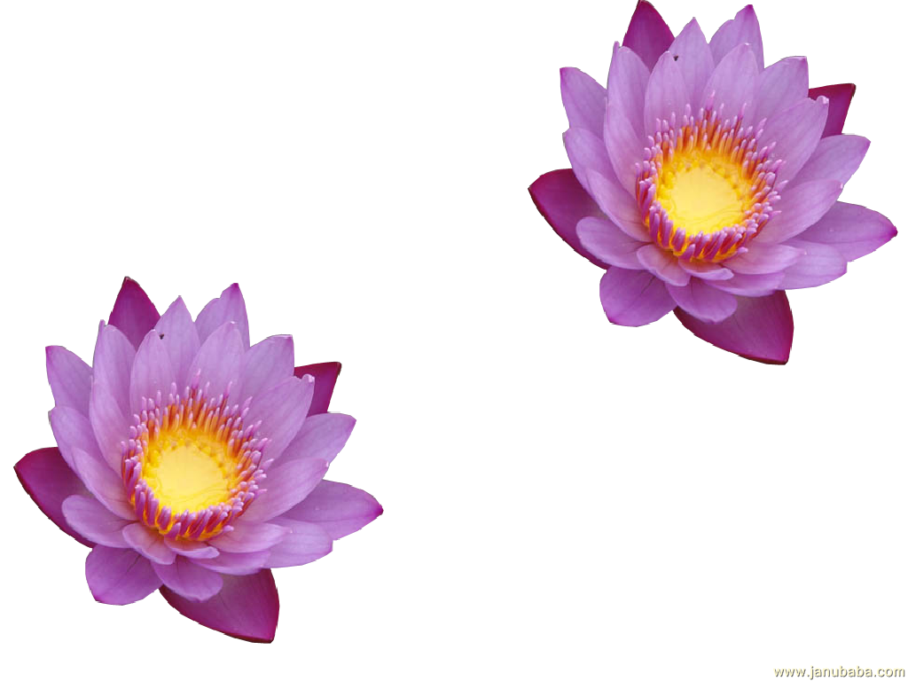 Water lily