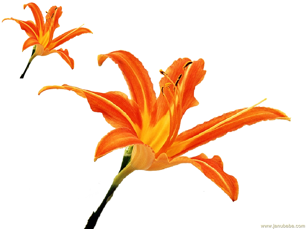 Carnation