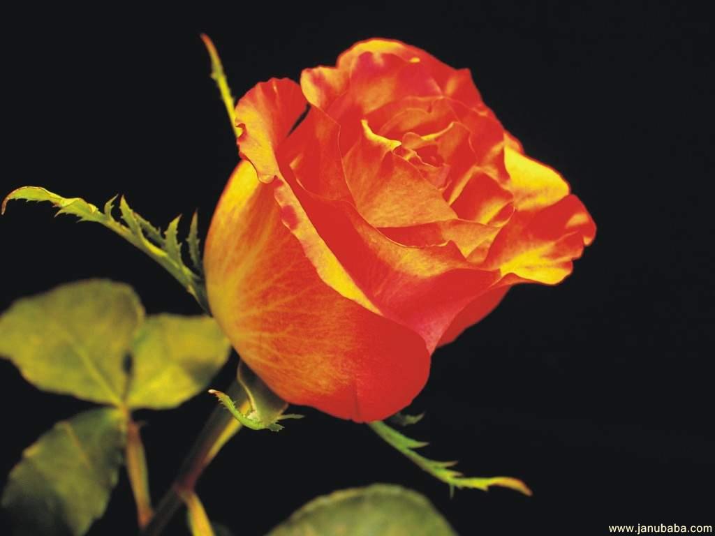 Deep Red Rose