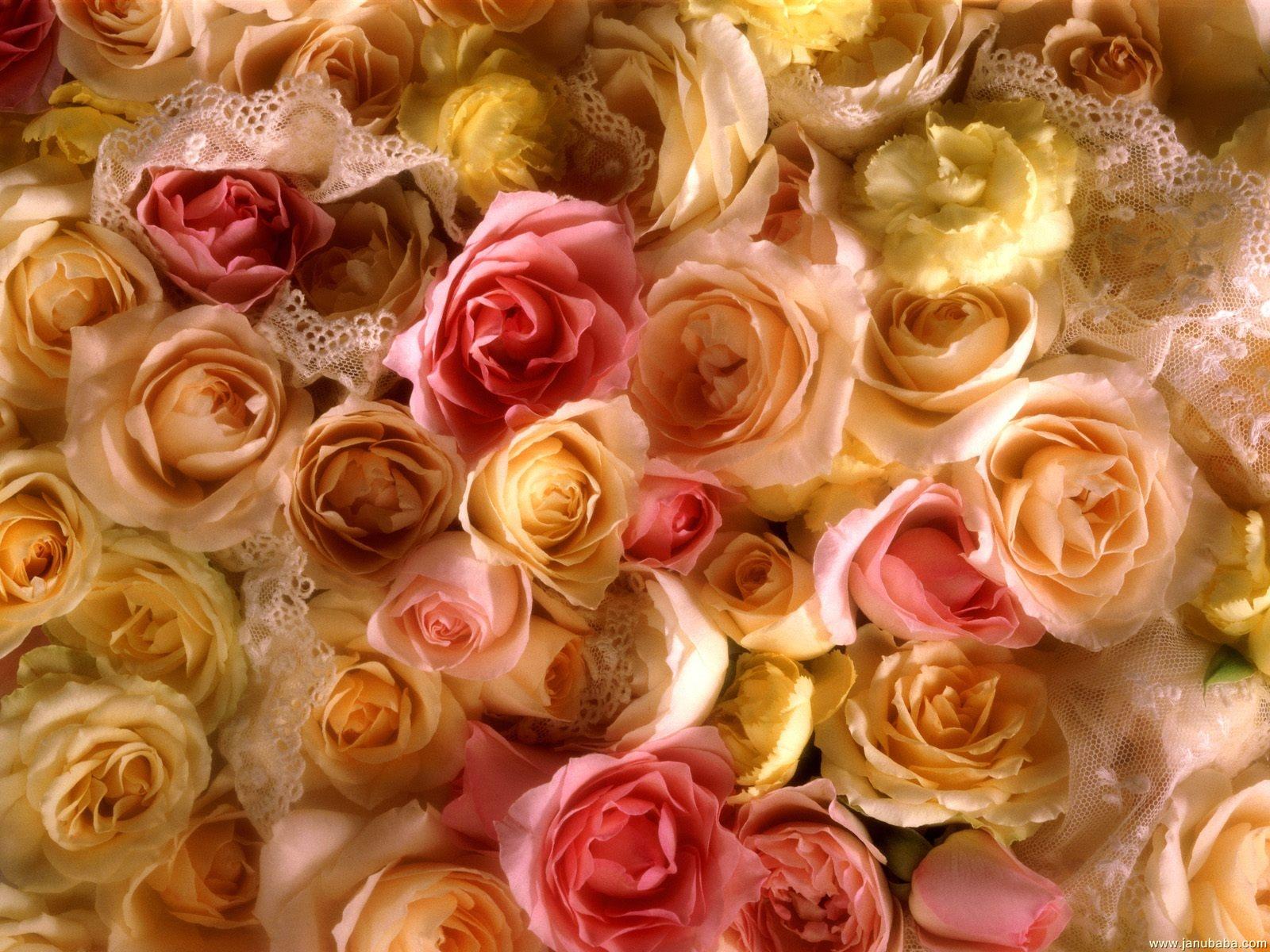 Roses